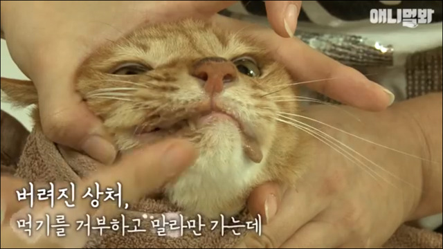 고양이 확대범 배다해 | 인스티즈