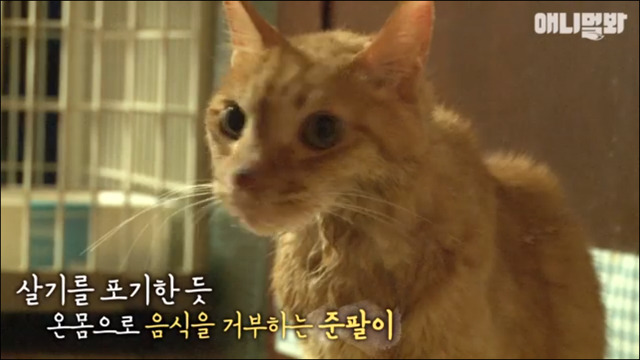 고양이 확대범 배다해 | 인스티즈