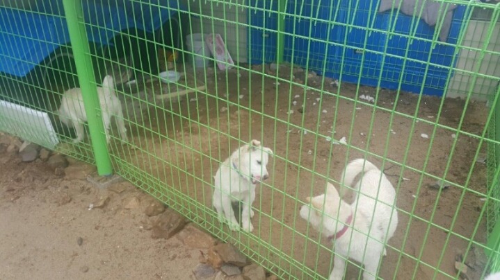 매실이 견주입니다. 정말 마지막 글이 될 것 같습니다. 마지막 관심 부탁드립니다 | 인스티즈