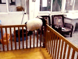 이글을 보는순간 짱덕사로 사망하게됩니다(feat.팬더의 미칠듯한 귀여움) | 인스티즈