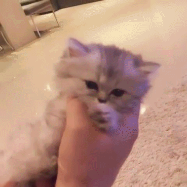 b1a4 진영의 반려묘 블리(feat. 먼치킨) | 인스티즈