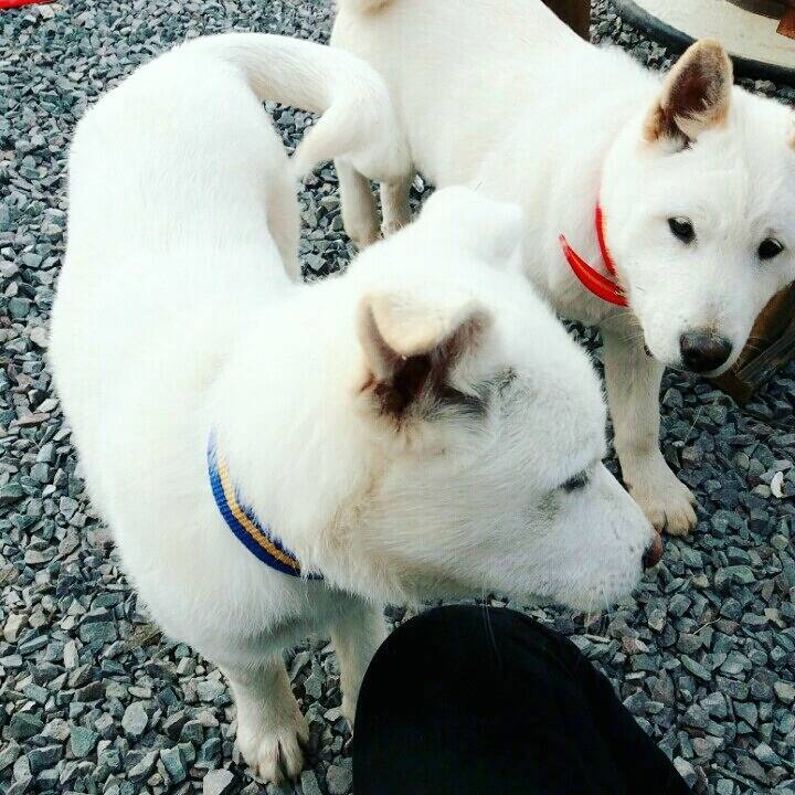 매실이 견주입니다. 정말 마지막 글이 될 것 같습니다. 마지막 관심 부탁드립니다 | 인스티즈