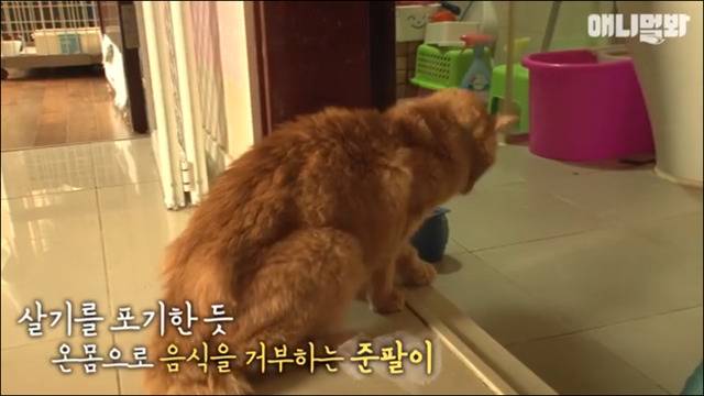 고양이 확대범 배다해 | 인스티즈