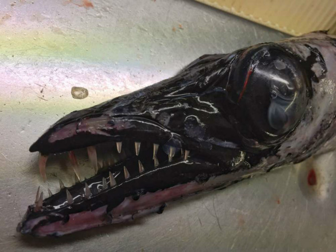 러시아 어부가 잡은 심해 생물들 | 인스티즈