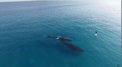 고래와 서핑 | 인스티즈