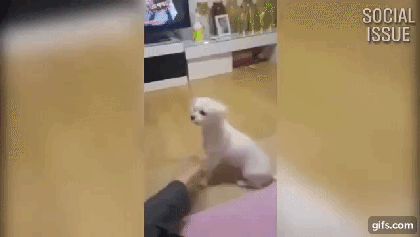 [데이터주의] 렬루다가 개 모음 | 인스티즈