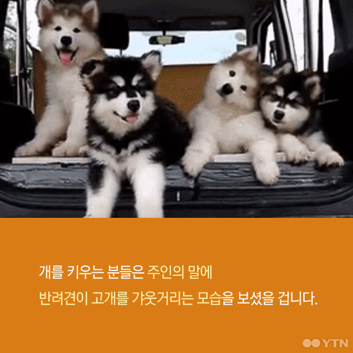 강아지들은 왜 고개를 갸웃거릴까? | 인스티즈