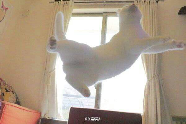 우리집 고양이가 이상해요 | 인스티즈