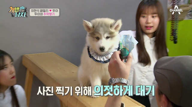 겁나 귀여운 최현석 셰프 강아지 뚜이(오드아이 시베리안 허스키).jpg | 인스티즈