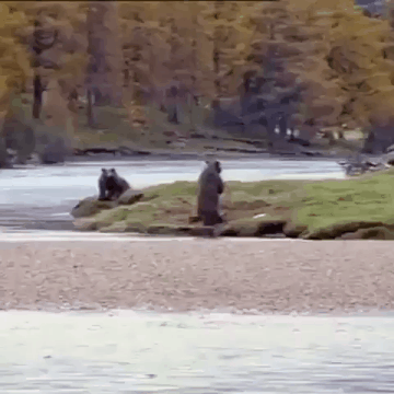 곰과 싸워서 이기는 방법.gif | 인스티즈