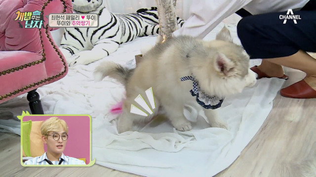 겁나 귀여운 최현석 셰프 강아지 뚜이(오드아이 시베리안 허스키).jpg | 인스티즈