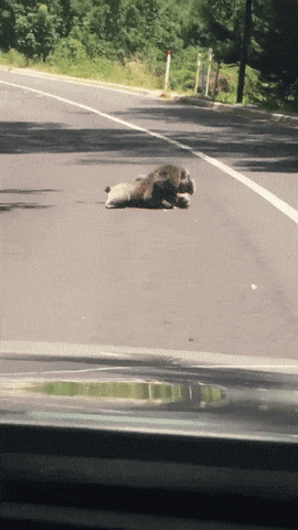 전투적인 코알라.gif | 인스티즈