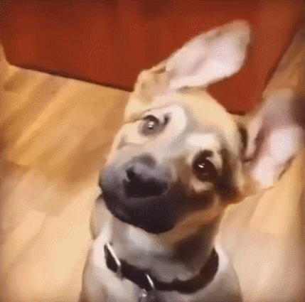 강아지들은 왜 고개를 갸웃거릴까? | 인스티즈