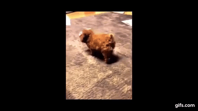 [데이터주의] 렬루다가 개 모음 | 인스티즈