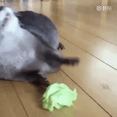 촵촵촵촵촵.gif | 인스티즈