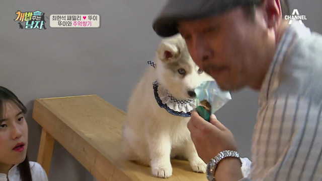 겁나 귀여운 최현석 셰프 강아지 뚜이(오드아이 시베리안 허스키).jpg | 인스티즈