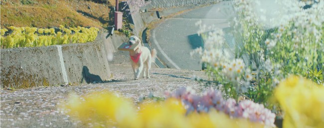 [MV] 홀로 남아 슬퍼하는 주인을 위한 두 고양이의 고군분투 배움열전 | 인스티즈