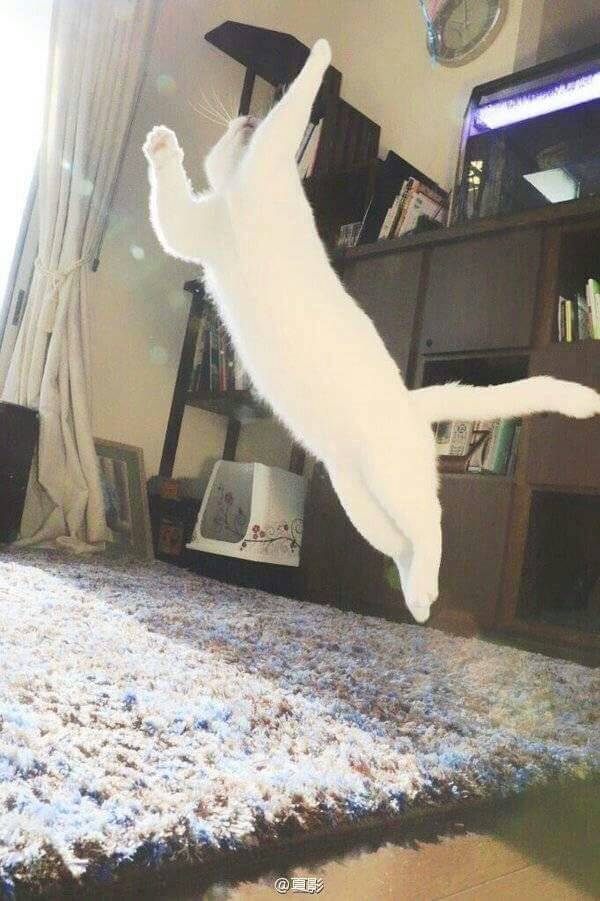 우리집 고양이가 이상해요 | 인스티즈