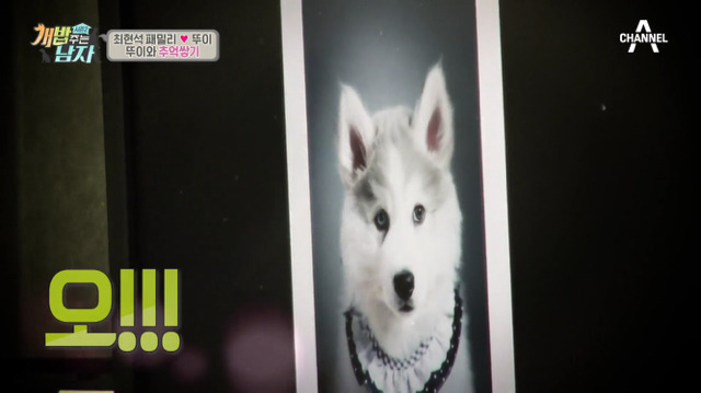 겁나 귀여운 최현석 셰프 강아지 뚜이(오드아이 시베리안 허스키).jpg | 인스티즈