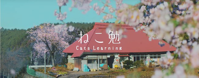 [MV] 홀로 남아 슬퍼하는 주인을 위한 두 고양이의 고군분투 배움열전 | 인스티즈