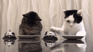 파블로프의 고양이 | 인스티즈