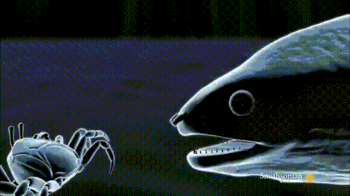 바다의 못난이 3형제중 하나인 곰치의 먹이먹는 방법.jpgif | 인스티즈