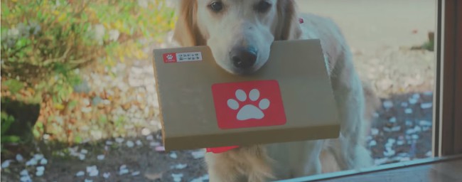 [MV] 홀로 남아 슬퍼하는 주인을 위한 두 고양이의 고군분투 배움열전 | 인스티즈