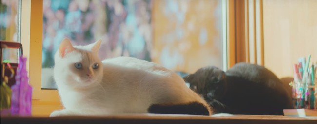 [MV] 홀로 남아 슬퍼하는 주인을 위한 두 고양이의 고군분투 배움열전 | 인스티즈