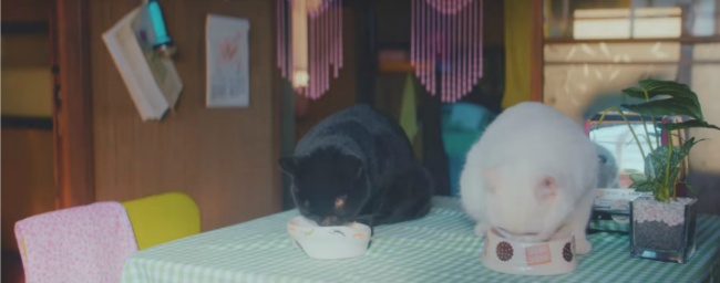 [MV] 홀로 남아 슬퍼하는 주인을 위한 두 고양이의 고군분투 배움열전 | 인스티즈