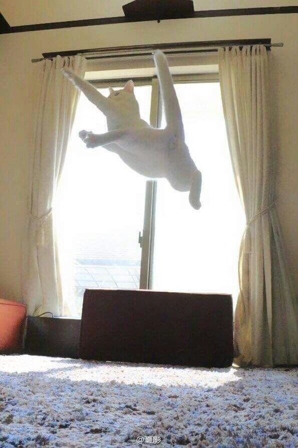 우리집 고양이가 이상해요 | 인스티즈