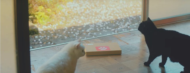 [MV] 홀로 남아 슬퍼하는 주인을 위한 두 고양이의 고군분투 배움열전 | 인스티즈