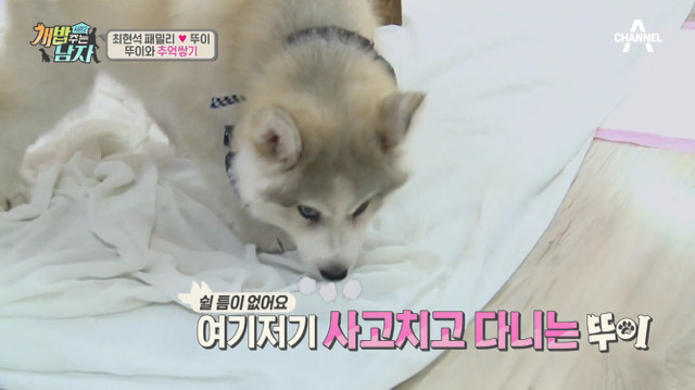 겁나 귀여운 최현석 셰프 강아지 뚜이(오드아이 시베리안 허스키).jpg | 인스티즈