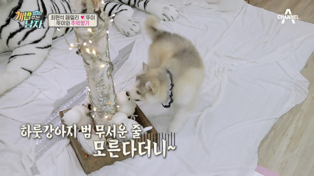 겁나 귀여운 최현석 셰프 강아지 뚜이(오드아이 시베리안 허스키).jpg | 인스티즈