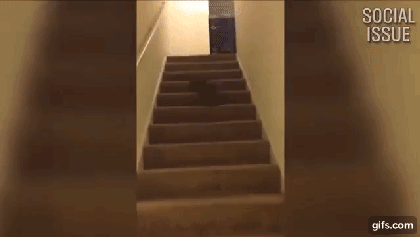 [데이터주의] 렬루다가 개 모음 | 인스티즈