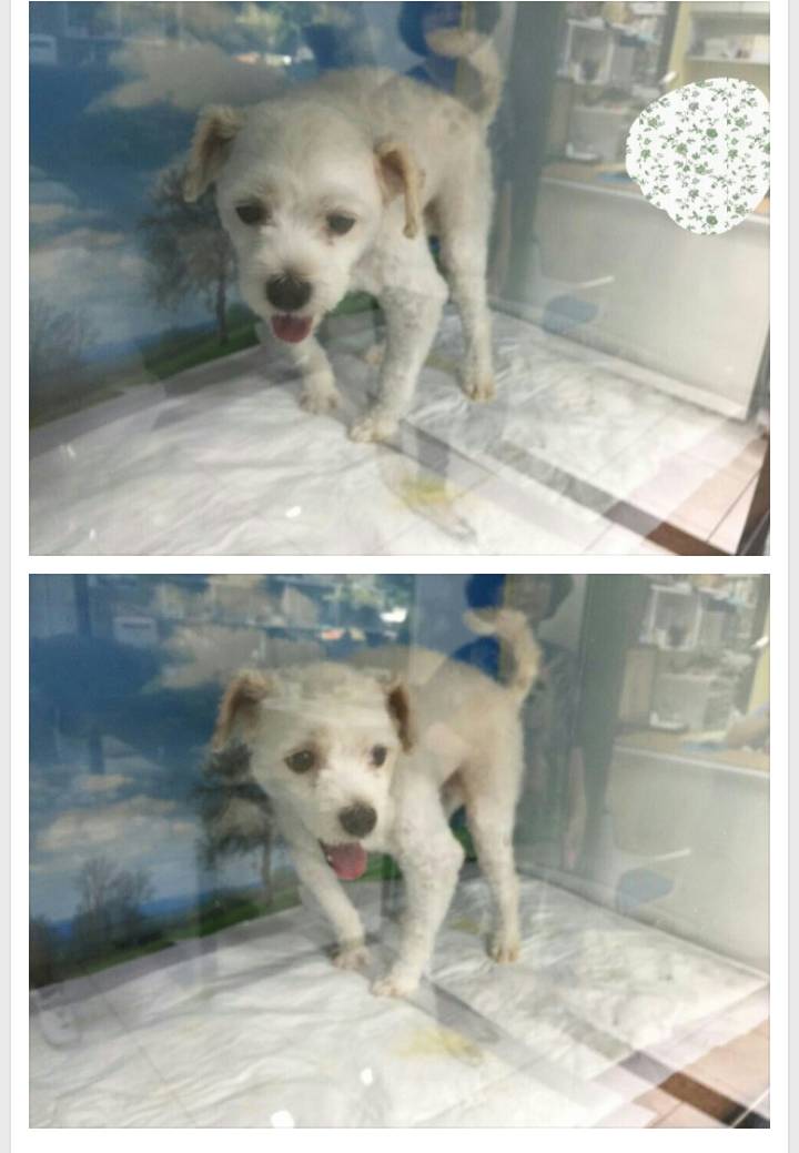 안락사 시켜달라고 병원에 강아지 맡긴 .jpg | 인스티즈