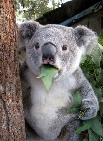 디즈니 공주들도 가지고 있는 요술봉.jpg | 인스티즈