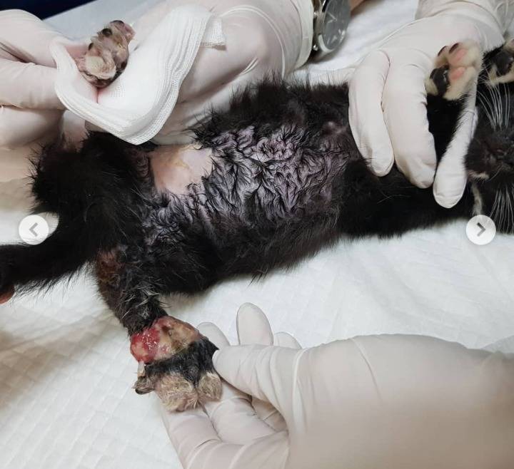 사람이 놓은 덫에 걸려 뼈가 드러난 까망이를 도와주세요😿(사진주의) | 인스티즈