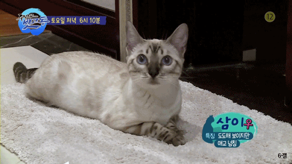 비투비 육성재의 고양이 삼이 | 인스티즈