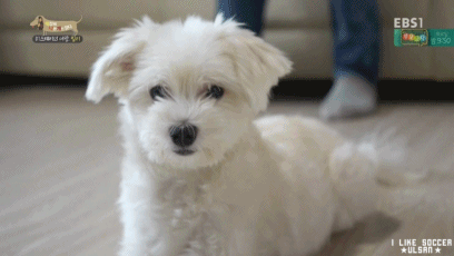 [세나개] 반려견을 업체에서 강제 교배를 하면 안되는 이유.jpgif | 인스티즈