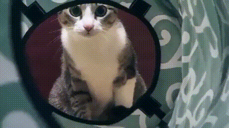 기묘한 고양이.gif | 인스티즈