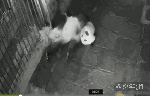 [주의장면없음] 팬더의 출산장면.gif | 인스티즈