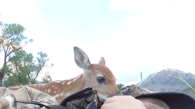 다리 다친 아기사슴을 구해주면 생기는 일.gif (데이터30MB) | 인스티즈