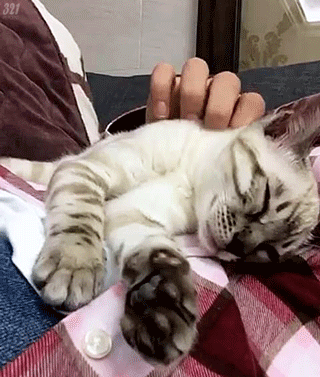 비투비 육성재의 고양이 삼이 | 인스티즈