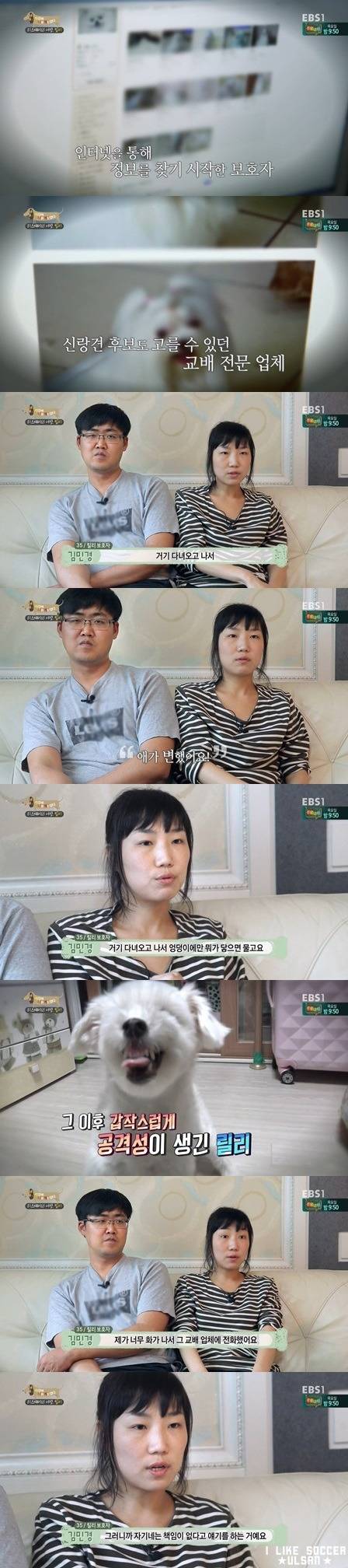 [세나개] 반려견을 업체에서 강제 교배를 하면 안되는 이유.jpgif | 인스티즈