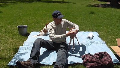 다리 다친 아기사슴을 구해주면 생기는 일 | 인스티즈