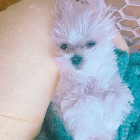 혹시 17년 11월 13일 선천성 심장기형 강아지 아들이 글 기억해? | 인스티즈