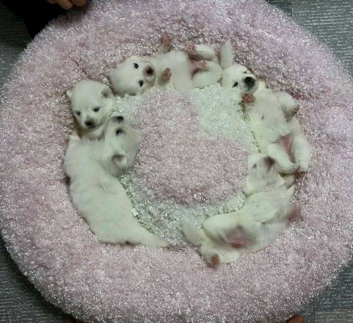 마약방석 중독의 위험성 (심장 진짜 잡고들어와야함) | 인스티즈