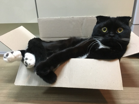 2018년 첫 고양이 | 인스티즈