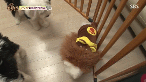 포메라니안의 사자 코스프레.gif | 인스티즈