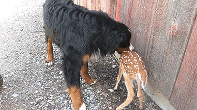 다리 다친 아기사슴을 구해주면 생기는 일.gif (데이터30MB) | 인스티즈